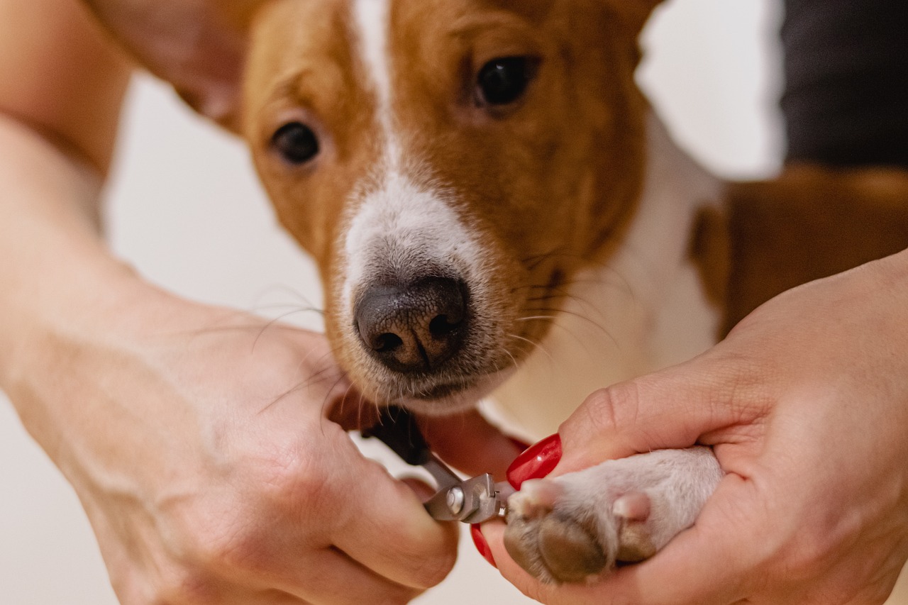 entdecken sie die besten tipps und ratschläge zur tierpflege für ein glückliches und gesundes leben ihres geliebten haustiers. von ernährung über pflege bis zu gesundheit – alles, was sie wissen müssen!