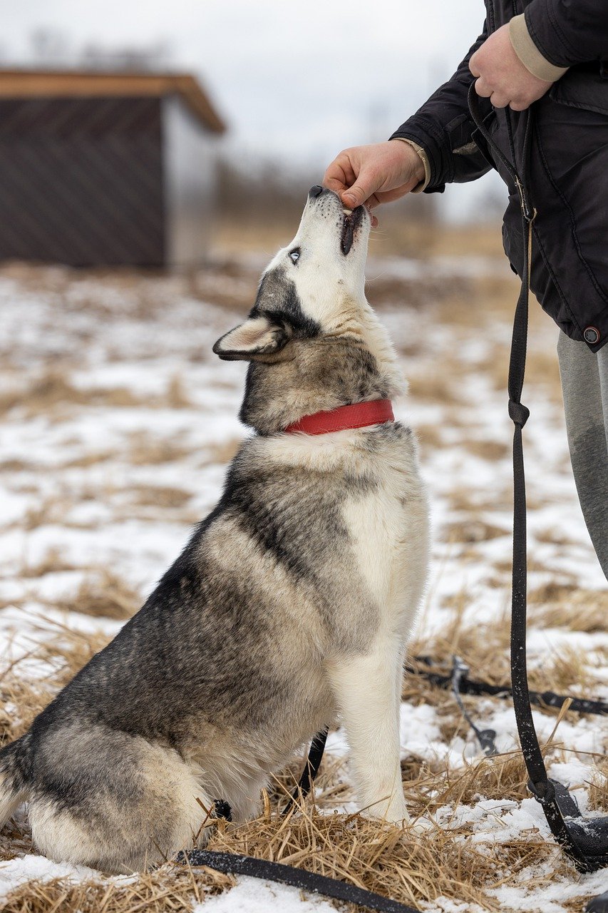 entdecken sie ihre perfekte tierische begleitung mit unserer pet adoption plattform. finden sie katzen, hunde und andere haustiere, die ein liebevolles zuhause suchen. erleben sie die freude der tierischen freundschaft!